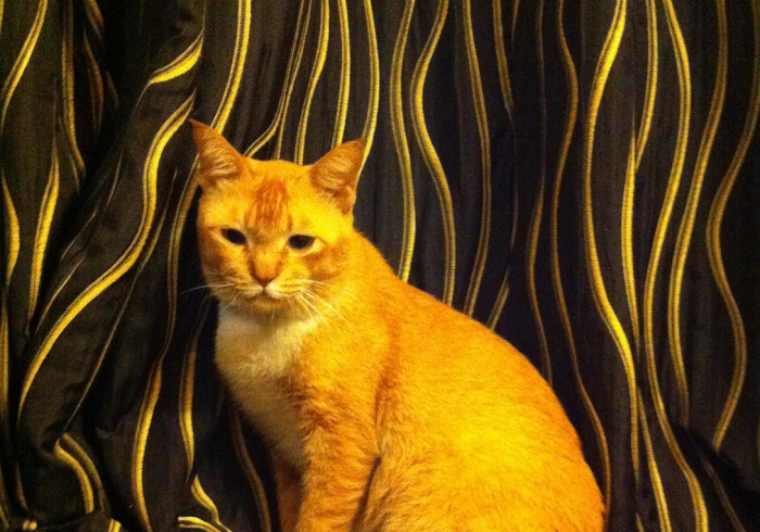 教程辅助工具智星德州透视到底真的假的(透视挂)辅助透视教程